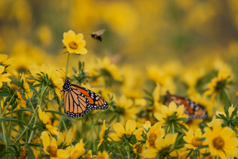 Western Monarch Butterfly Population Plummets to Near Record Low
