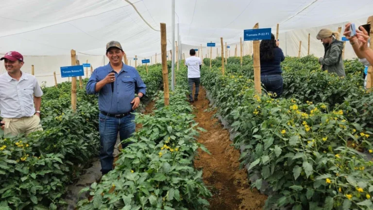 How USAID Cuts Left Thousands of Farmers in Guatemala Struggling