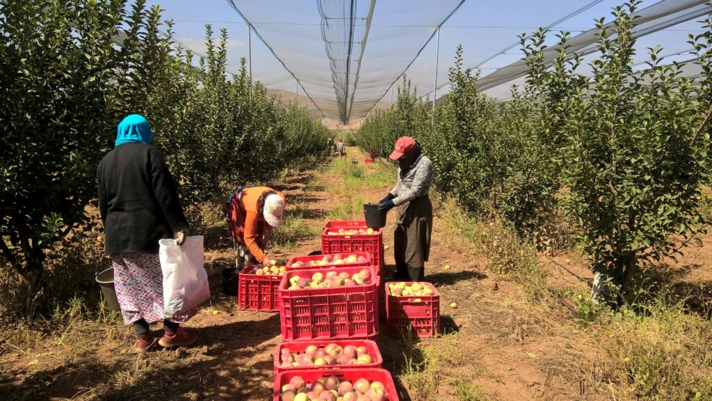 Farm workers collect apples in a sunny orchard, filling red crates on a bright day.